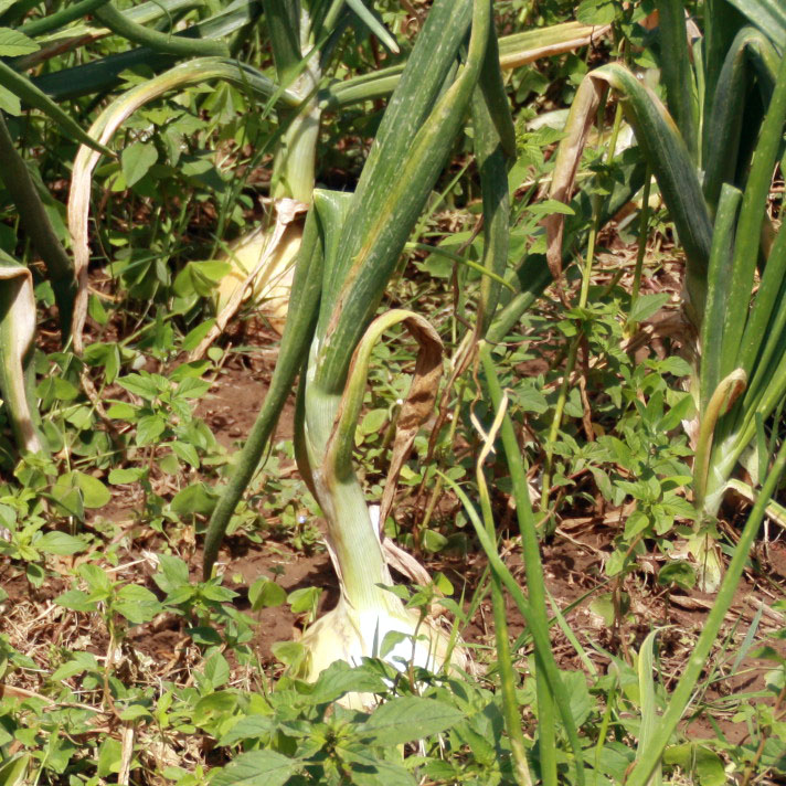cebolla_cuadrada