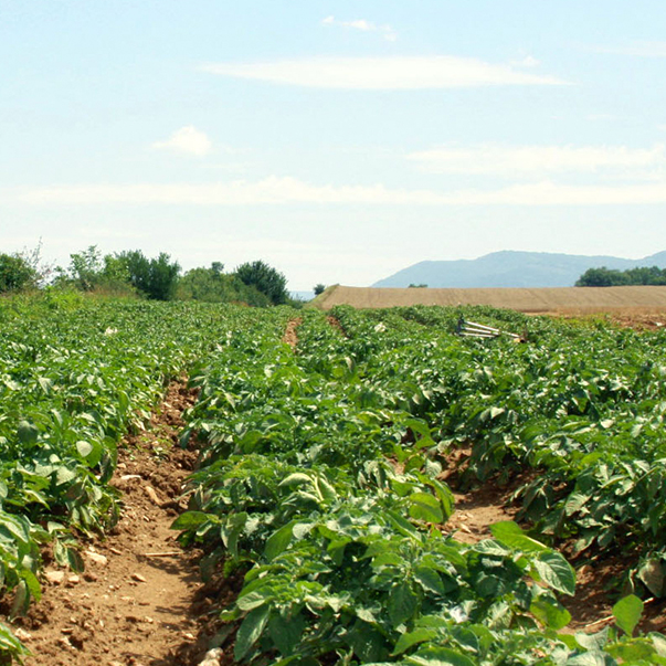 campo-patatas1